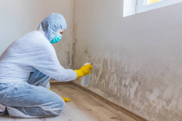 Licensed Black Mold Removal service in Graham, TX - WQB Mold Removal