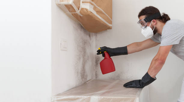 Professional Black Mold Removal technician working in Graham, TX