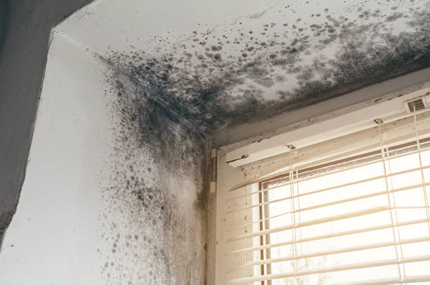 Affordable Black Mold Removal solutions in Graham, TX
